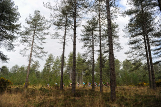 Bunch riders in the U23 and Junior Women's National Road Series, side shot through trees at Bovington.